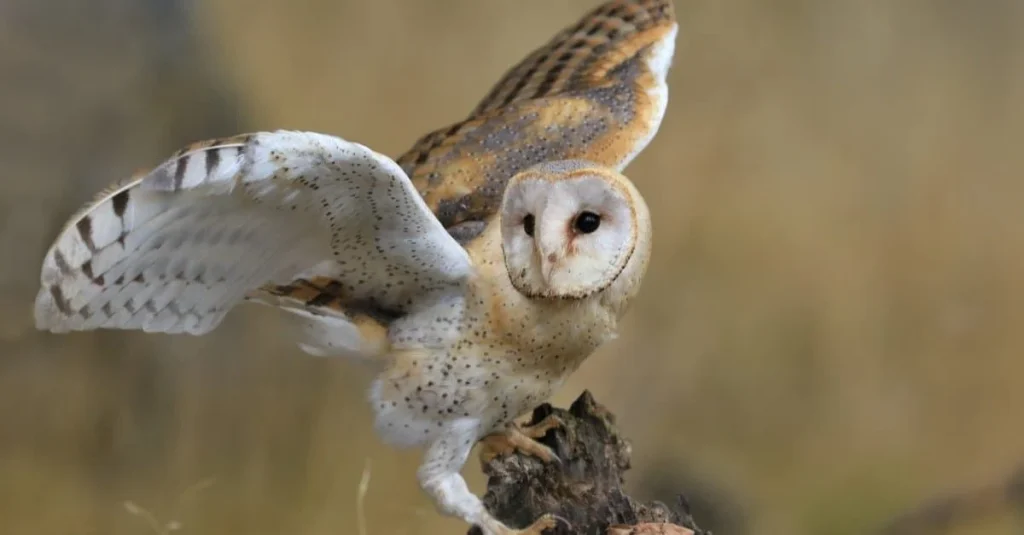 Barn Owl