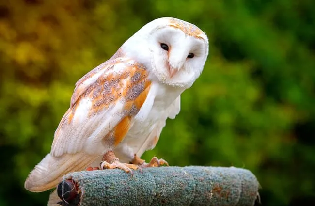 Barn Owl