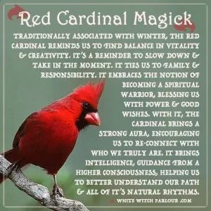 What Does It Mean When You See A Cardinal Omens Myths   Cardinal Spirit Animal 300x300 