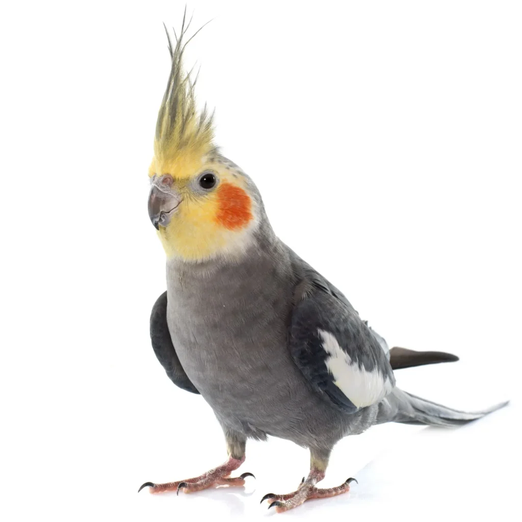 Cockatiel