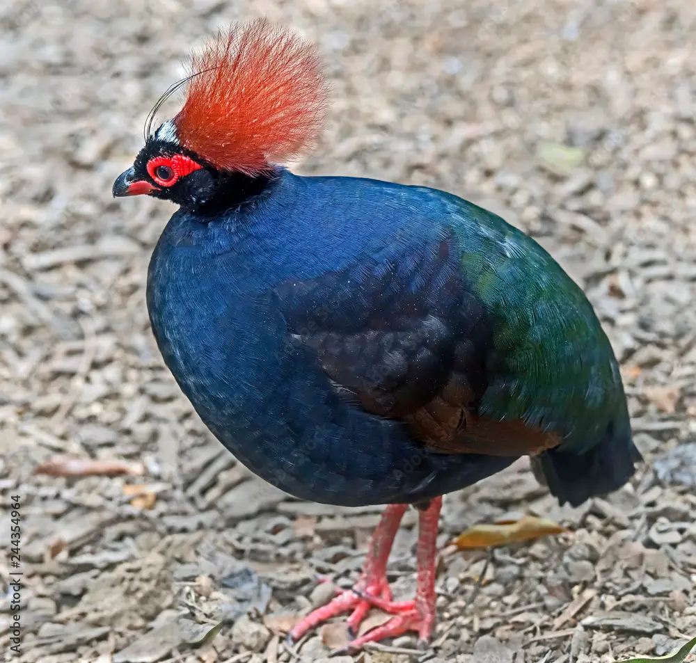 Crested Partridge