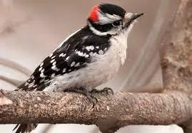 Downy Woodpecker