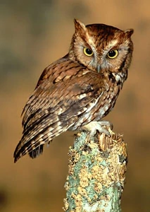 Eastern Screech Owl