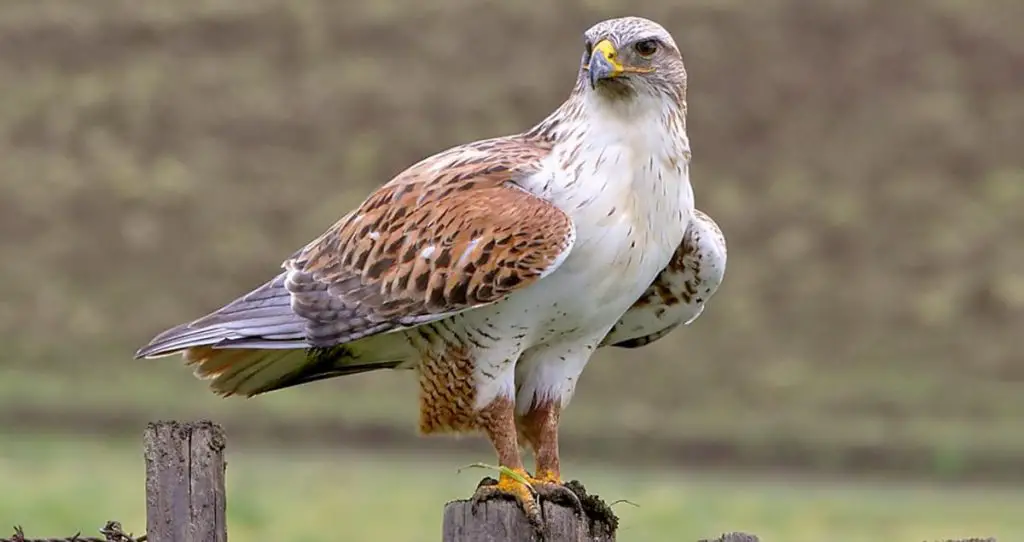 Ferruginous Hawk