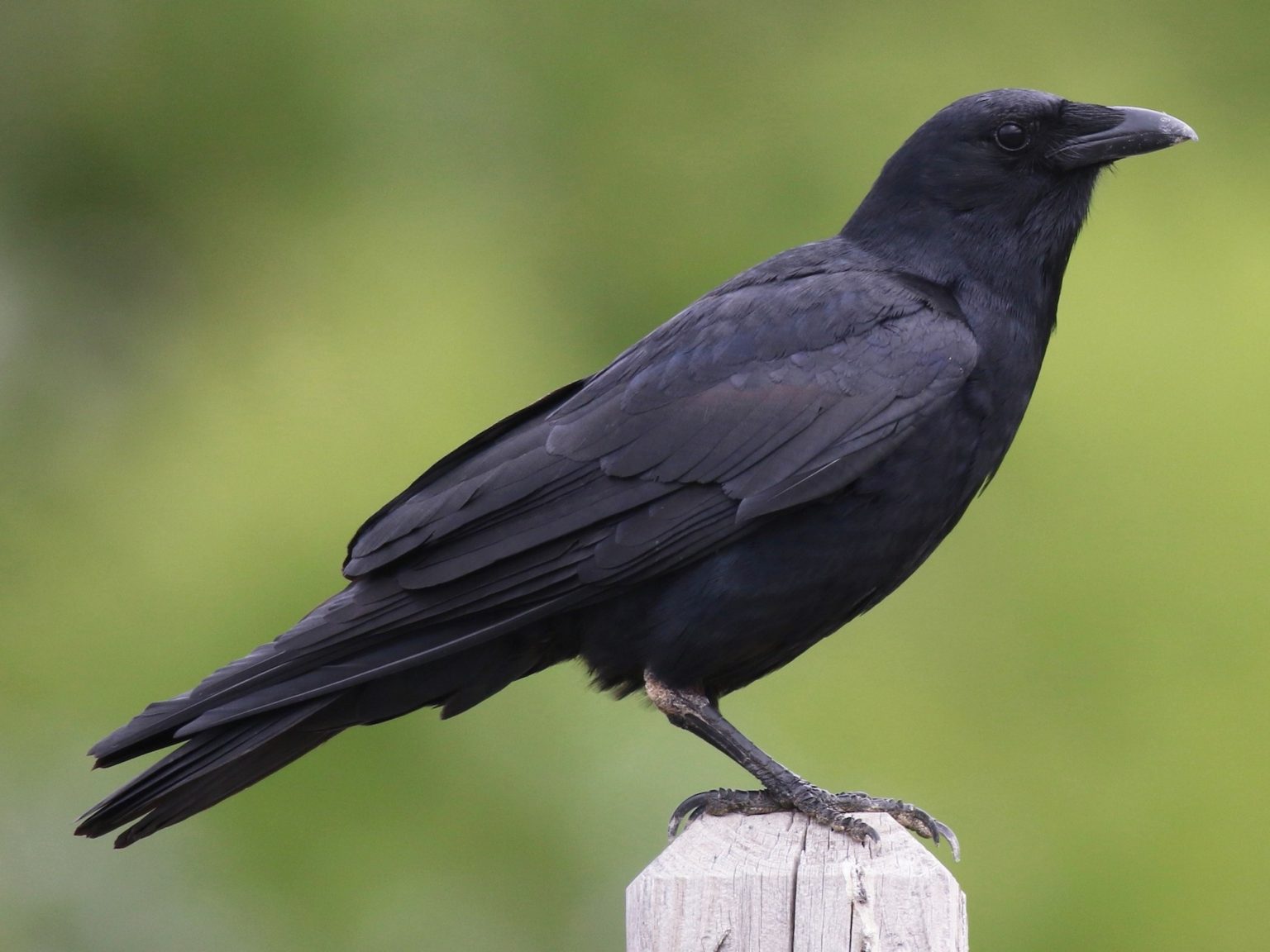 How to attract crows 6 methods to call them into your yard
