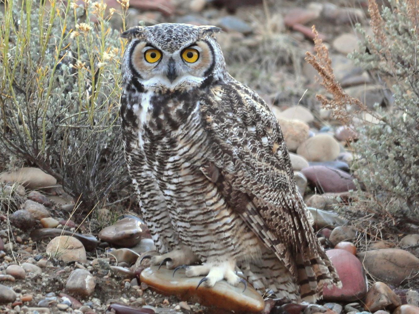 Owls In Colorado 14 Species Of Hooters In Centennial State
