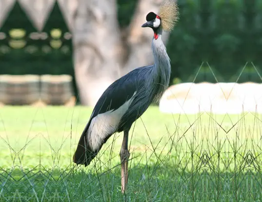 Grey Crowned Crane