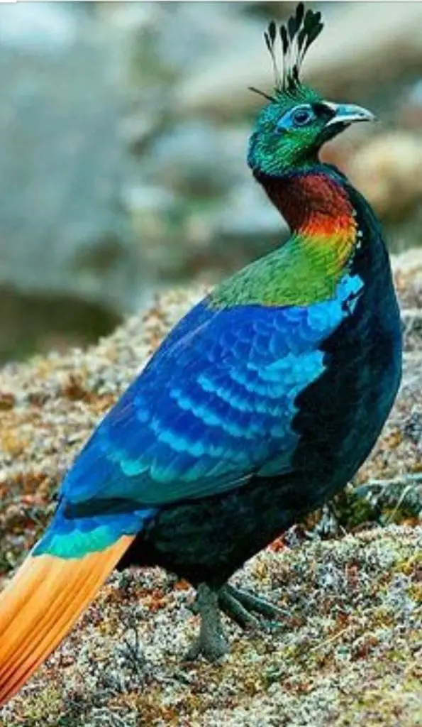 Himalayan Monal