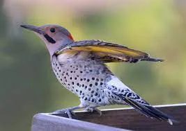 Northern Flicker