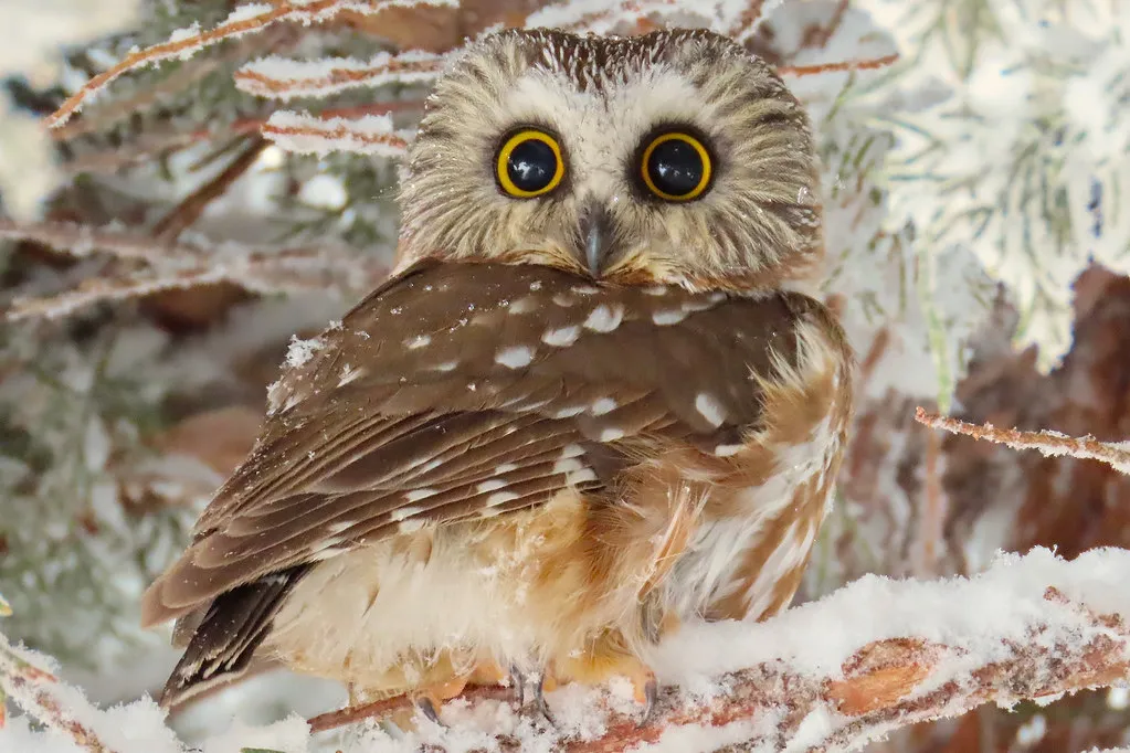 Northern Saw-Whet Owl