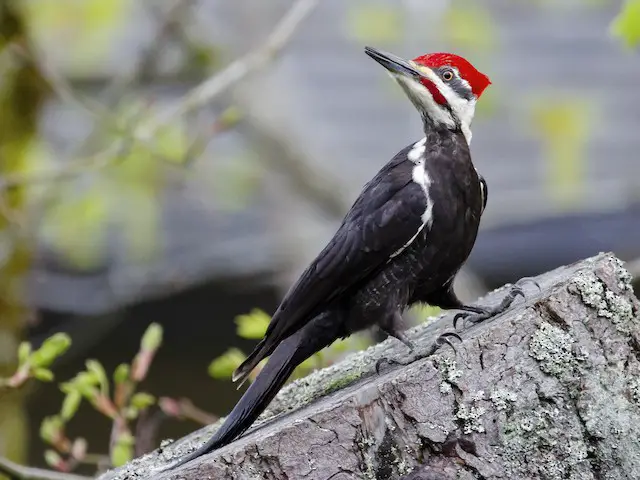 Pileated Woodpecker