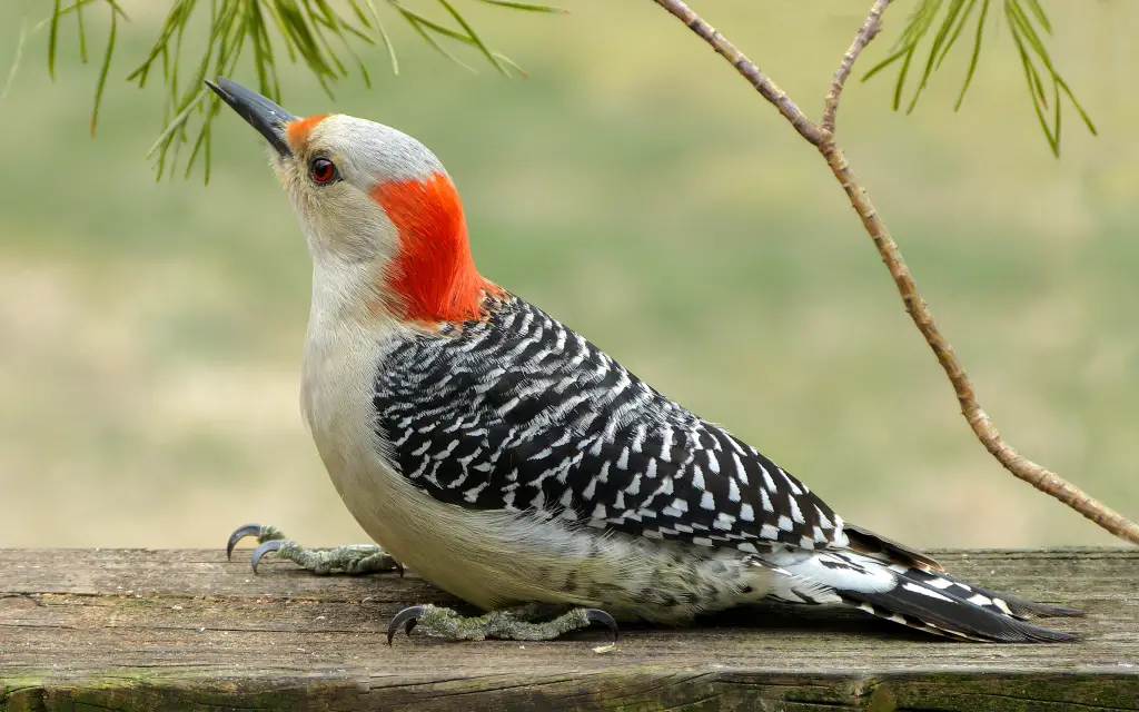 Red Bellied Woodpecker