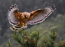 Red-shouldered Hawk