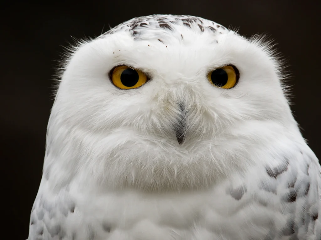 Snowy Owl