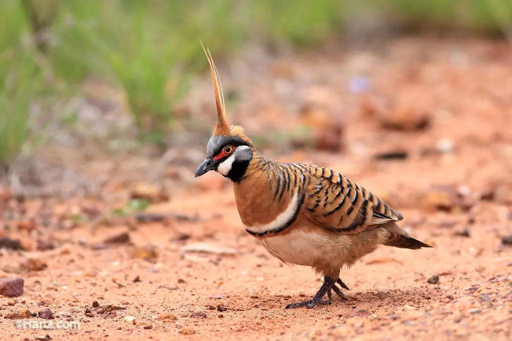 Spinifex Pigeon