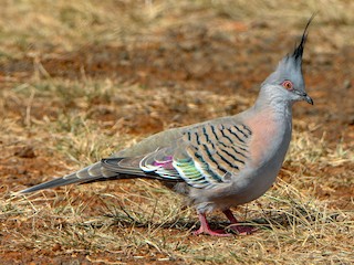 Crested Pigeon