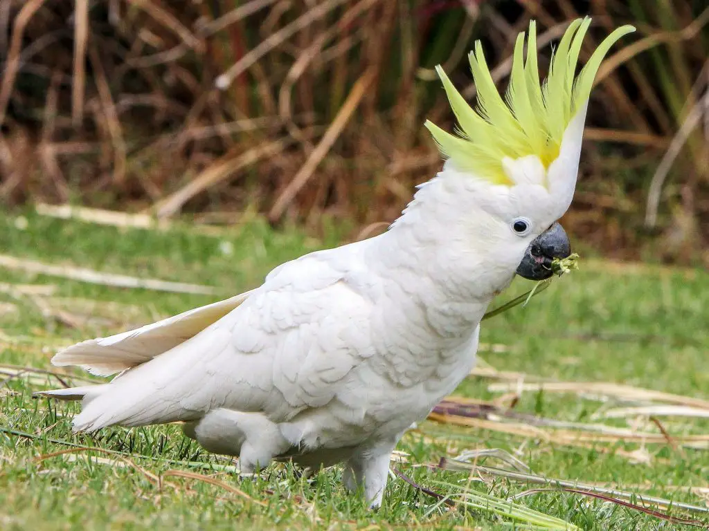 Sulphur Crested Cockatoo