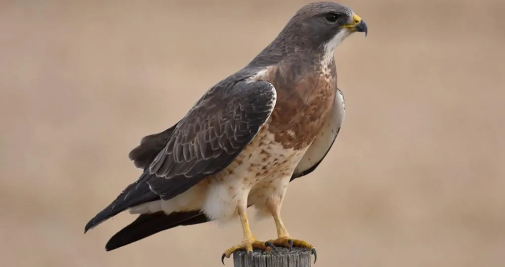 Swainson's Hawk