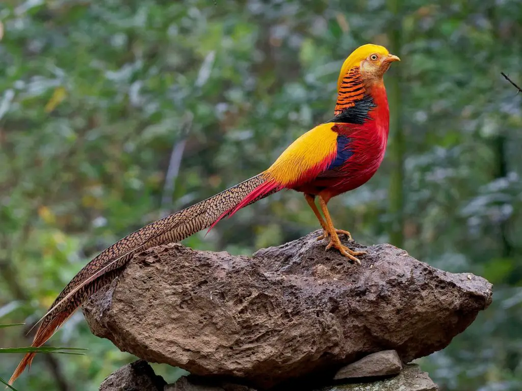 The Golden Pheasant