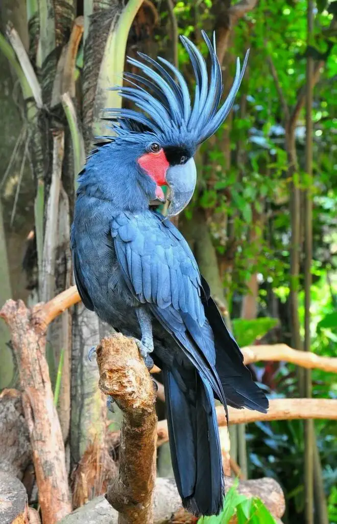 The Palm Cockatoo