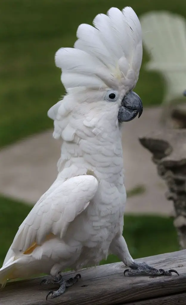 Umbrella Cockatoo