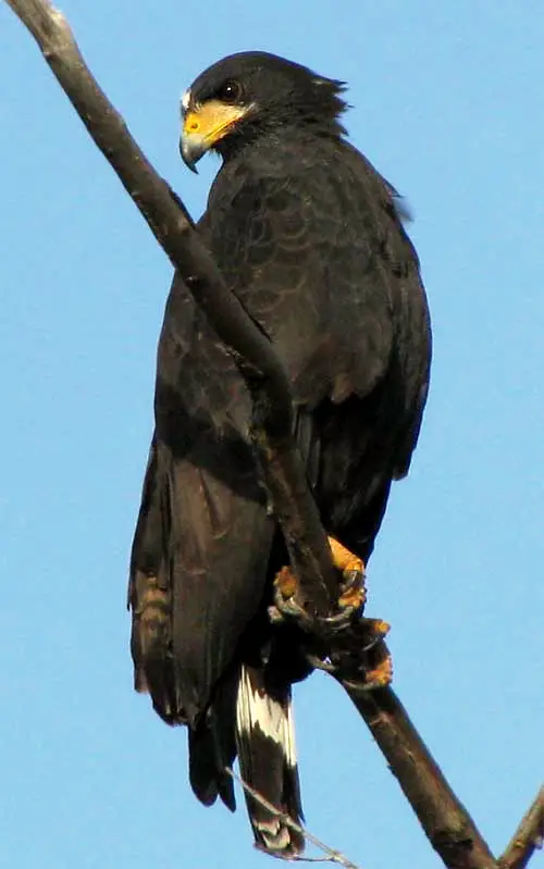 Common Black Hawk