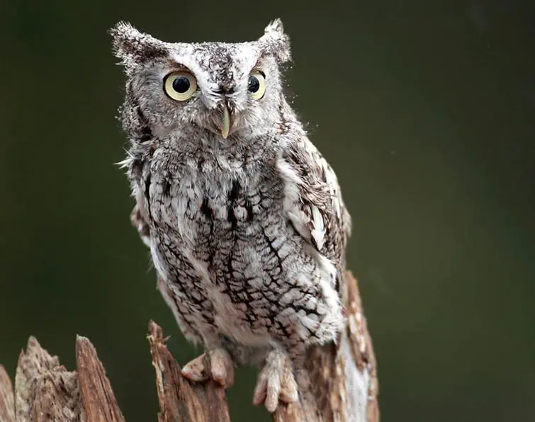 Eastern-screech Owl