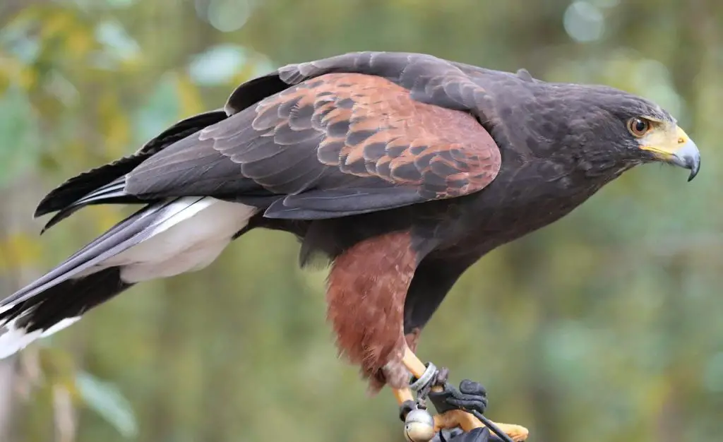 Harris Hawk