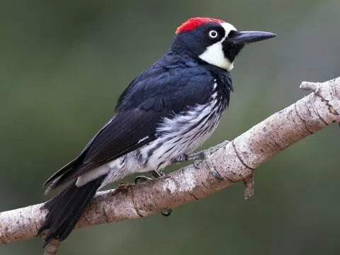 Acorn Woodpecker 