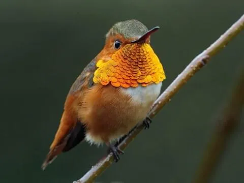 Allen’s Hummingbird