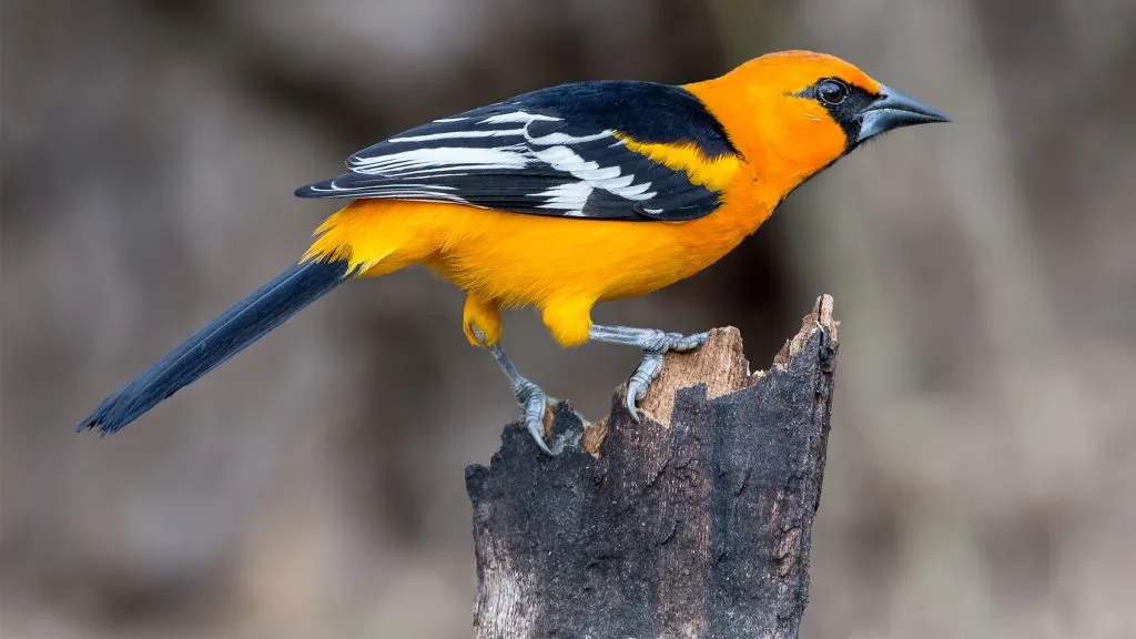 Altamira Oriole