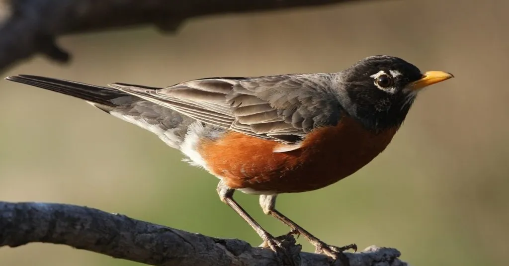 American Robin