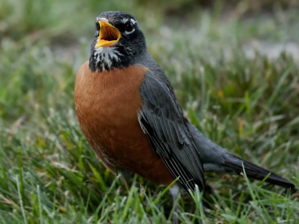 American Robin