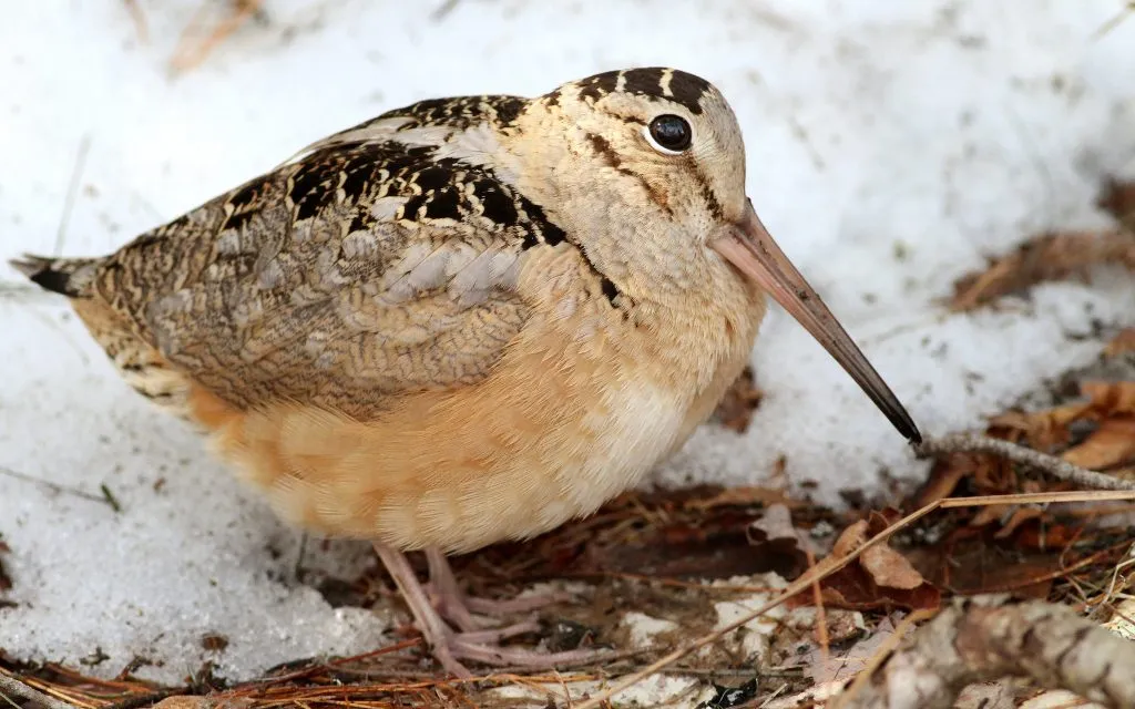 American Woodcock