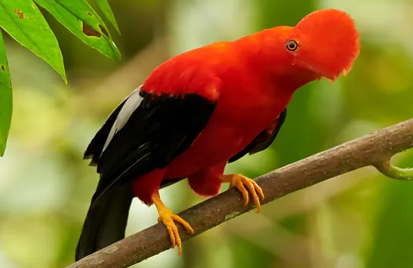 Andean Cock-Of-The-Rock