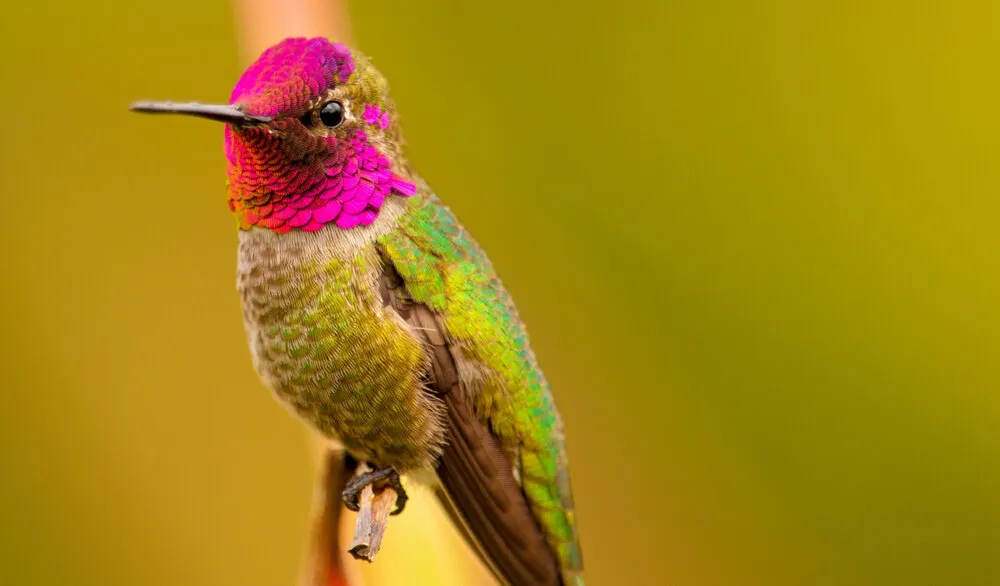 Anna’s Hummingbird