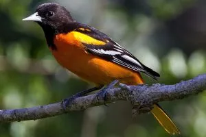 Baltimore Oriole 