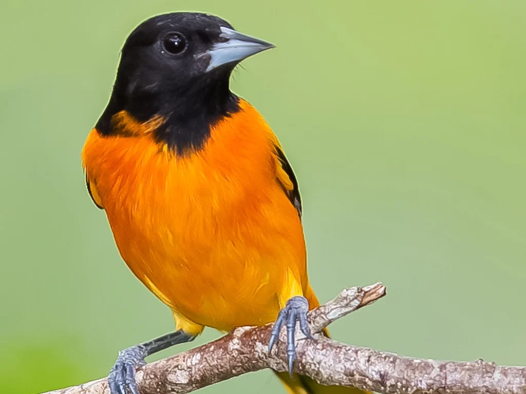 Baltimore Oriole