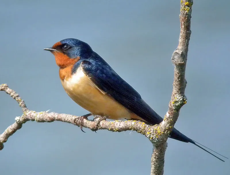 Barn Swallow