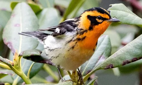 Bird with orange chest