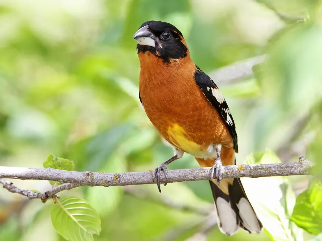 Black-headed Grosbeak