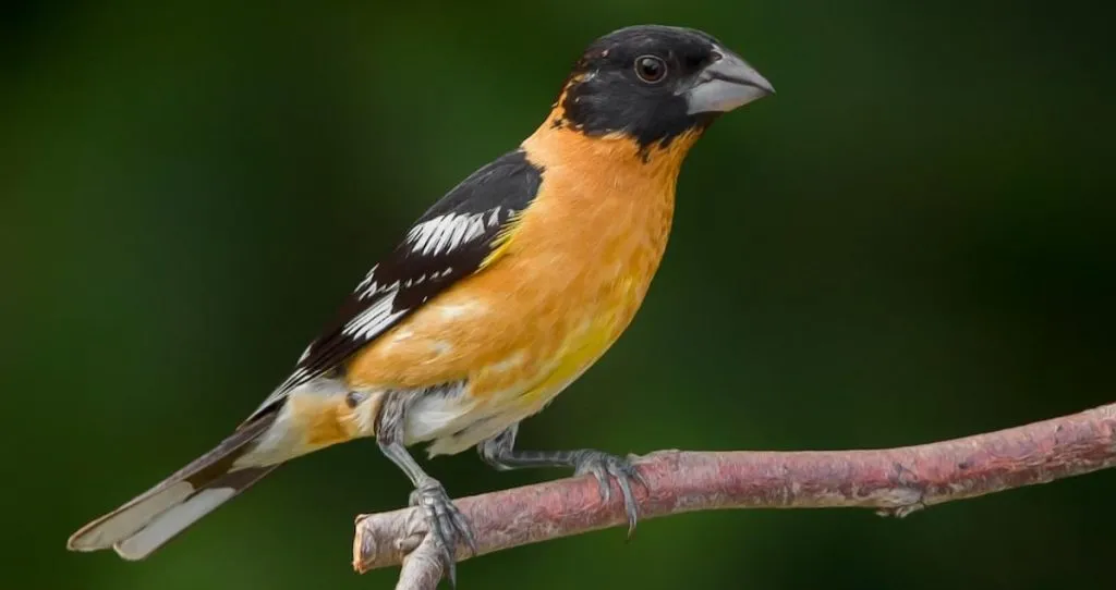 Black-headed Grosbeak