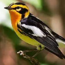 Blackburnian Warbler