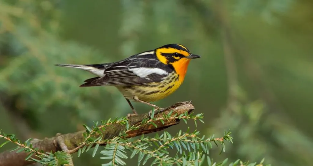 Blackburnian Warbler