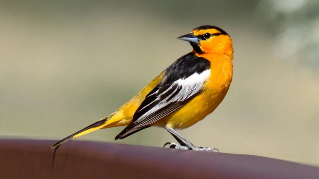 Bullock’s Oriole