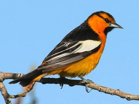 Bullock’s Oriole