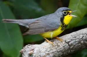 Canada Warbler 