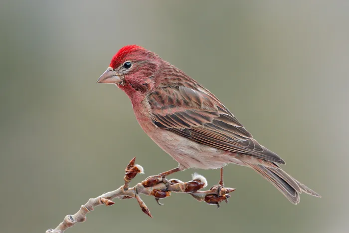 Cassin’s Finch 