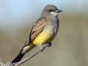 Cassin’s Kingbird