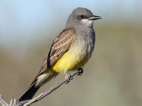 Birds With Yellow Bellies: 22 Species With A Sunny Underside